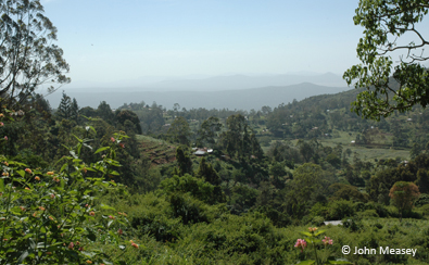 Sagalla vegetation